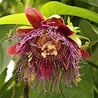 Passiflora quadrangularis-IMG 4480.jpg