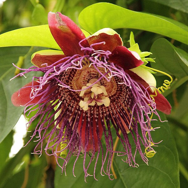 File:Passiflora quadrangularis-IMG 4480.jpg