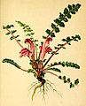 Pedicularis acaulis plate in: Anton Hartinger: Atlas der Alpenflora, (1882)