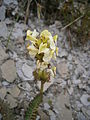 Pedicularis ascendens