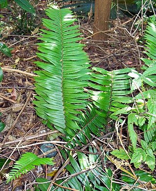 <i>Pellaea falcata</i> Species of fern