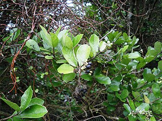<i>Pennantia corymbosa</i> Species of tree