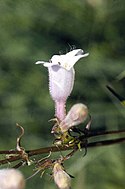 Penstemon calycosus flower.jpg