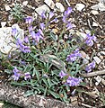 Penstemon leiophyllus var. keckii