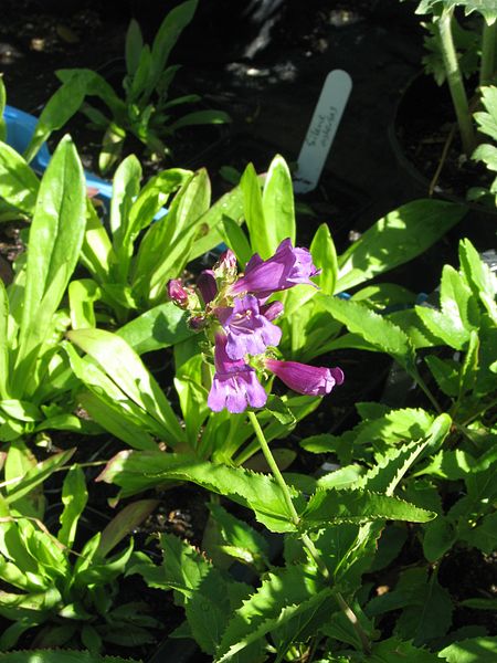 File:Penstemon serrulatus - Flickr - peganum (1).jpg