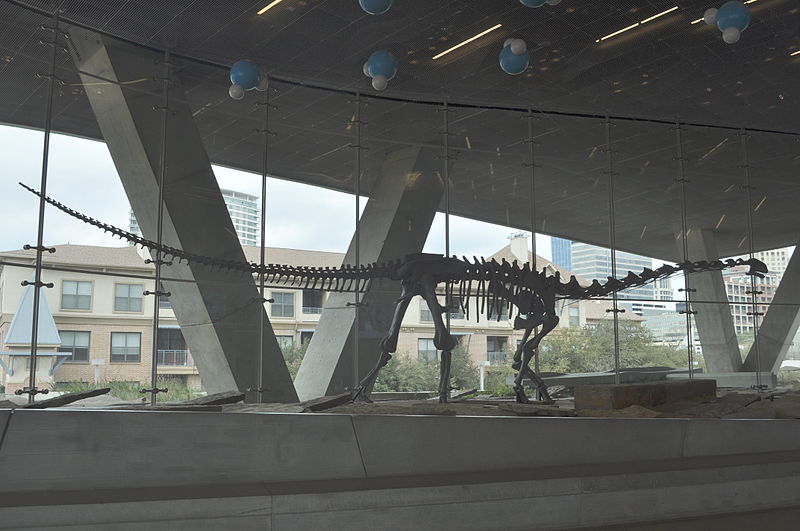 File:Perot Museum of Nature - Malawisaurus dixeyi 01.jpg