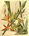 Phaius wallichii (as syn. Phaius bicolor) plate 4078 in: Curtis's Bot. Magazine (Orchidaceae), vol. 70, (1844)