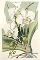 Thomas Moore, «Illustrations of Orchidaceous Plants» 1857