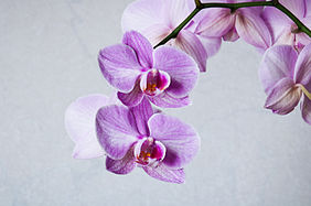 Deutsch: Phalaenopsis cultivar. English: Phalaenopsis cultivar.