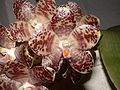 Bloem van een Phalaenopsis