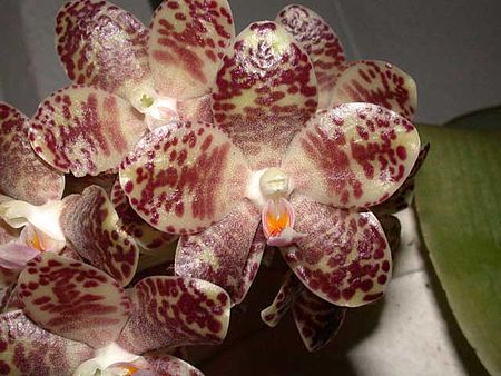 Phalaenopsis_gigantea