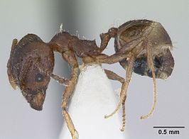 Pheidole williamsi