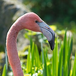 Portrait d'un flamant du Chili (Phoenicopterus chilensis). Proche du flamant rose (Phoenicopterus roseus), il mesure de 110 à 130 cm de haut. On le rencontre dans les régions tempérées d’Amérique du Sud, d'où son nom. (définition réelle 2 345 × 2 345)