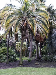 <i>Phoenix rupicola</i> Species of palm