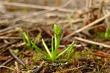 Phylloglossum drummondii inat2.jpg