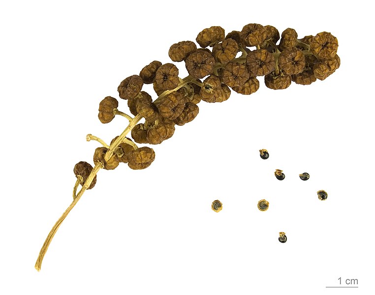 File:Phytolacca dioica MHNT.BOT.2009.13.32.jpg