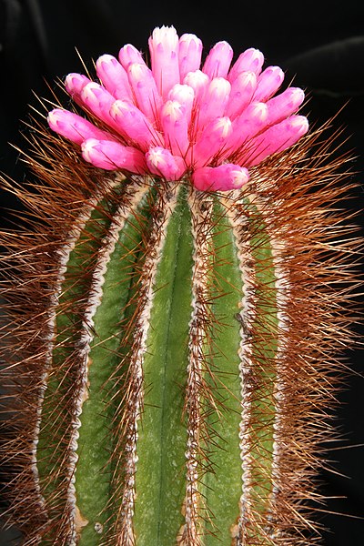 File:Pierrebraunia bahiensis (P.J.Braun & Esteves) Esteves mit Blüten.jpg