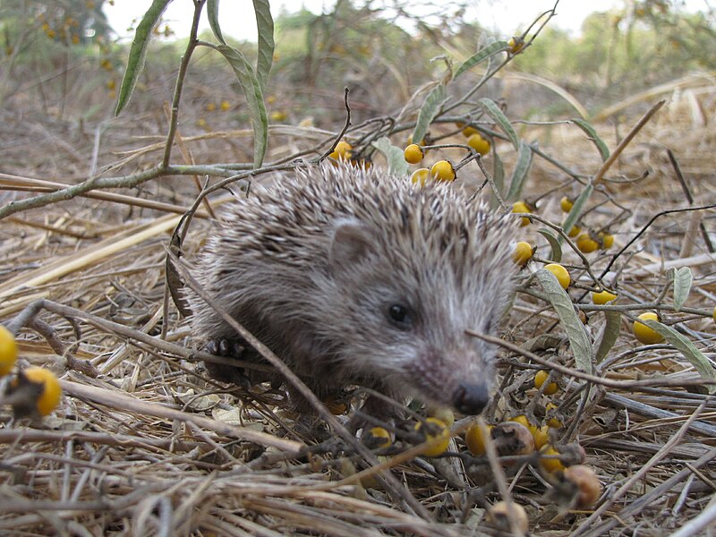 File:PikiWiki Israel 17010 Hedgehog.jpg