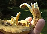 Broken stipe of a bolete with fibrous flesh