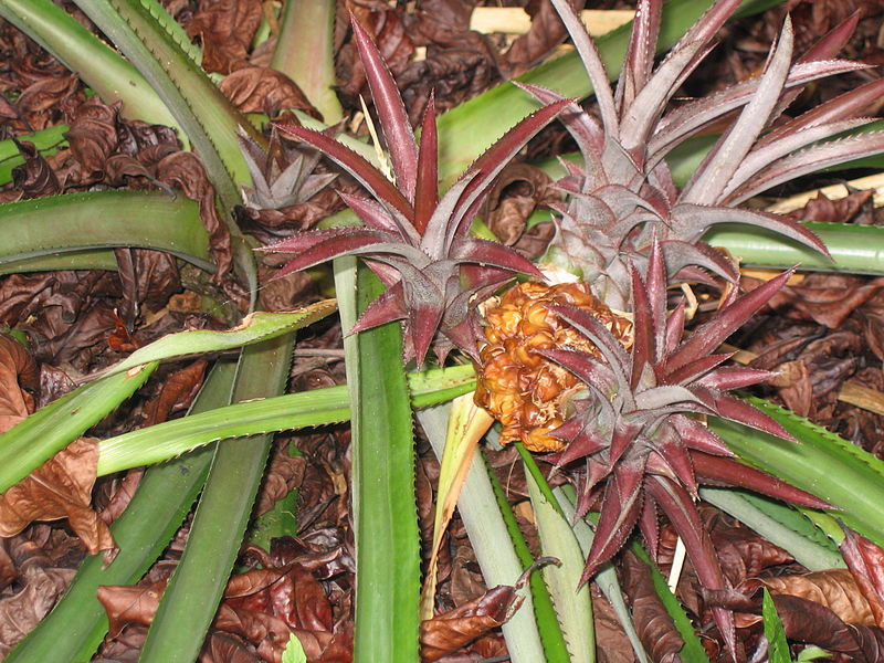 File:Pineapple punto cana.JPG