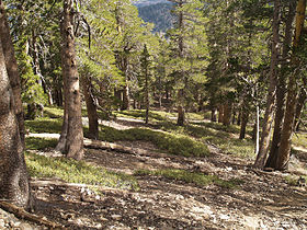 Forest, Mount Baden-Powell, San Gabriel Mts, California