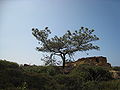 Torrey Pines State Reserve, La Jolla, San Diego, California