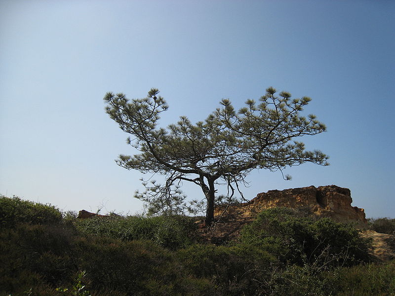 File:Pinus torreyana josh jackson.jpg