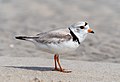 Image 66Piping plover in Queens