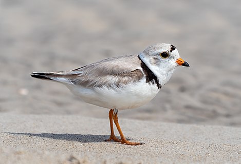 Piping plover adult