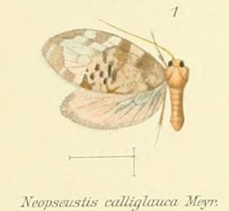 Neopseustidae