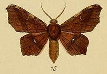 Pl.3-15-Focilla docta = Hyalornis docta (Schaus & Clements, 1893) .JPG