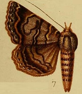 <i>Lophotavia pulcherrima</i> Species of moth