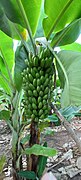 Planta de Banano.jpg