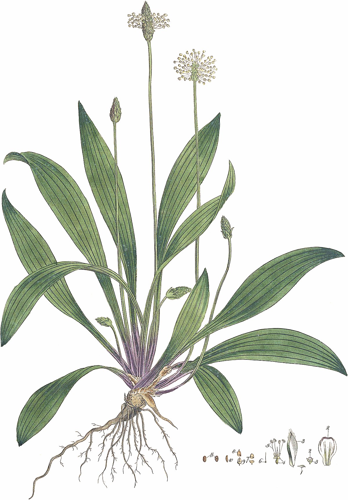 Plantago lanceolata (Curtis et al. 1777, Flora Londinensis v2, plate 10, BHL-127331) clean, no-description.jpg