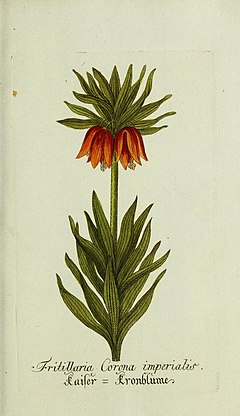 Plantarum indigenarum et exoticarum icones ad vivum coloratae, oder, Sammlung nach der Natur gemalter Abbildungen inn- und ausländlischer Pflanzen, für Liebhaber und Beflissene der Botanik (14226488191).jpg