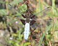 Broad-bodied Chaser (Libellula depressa) Plattbauch