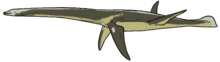 Life restoration Plesiosaurus dolichodeirus.png