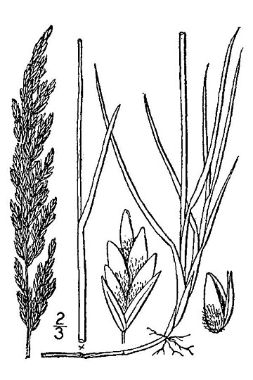 Poa arida