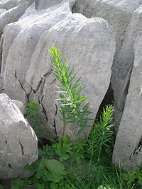 Polygonatum verticillatum.JPG