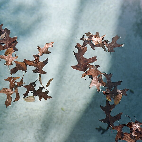 File:Pool with Leaves.jpg