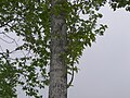 Populus tremula var sieboldii in Hokkaido-1.jpg