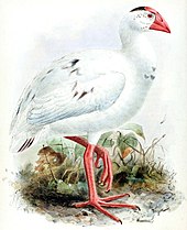 Illustration of the Liverpool specimen, the holotype of P. stanleyi (a junior synonym of P. albus), by Keulemans, 1875 PorphyrioStanleyiKeulemans.jpg