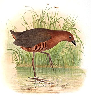 <span class="mw-page-title-main">Black-banded crake</span> Species of bird