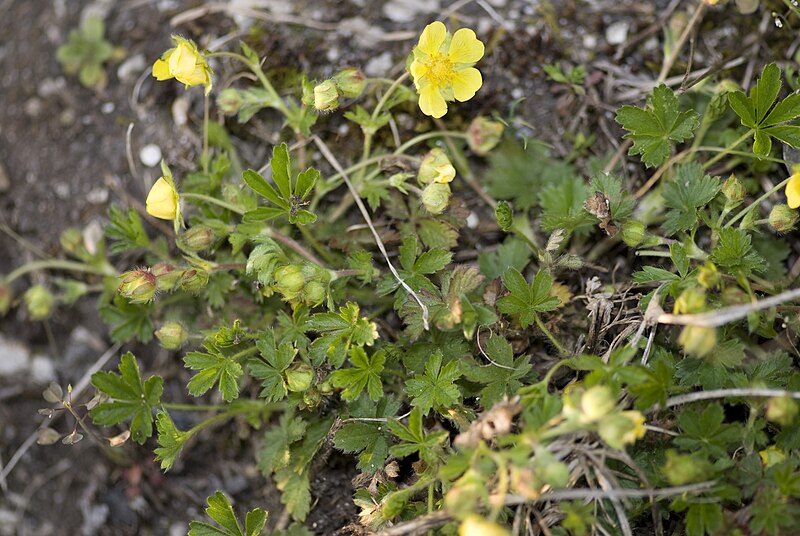 File:Potentilla pusilla route-d-ailly-sur-meuse 55 07042007 12.jpg