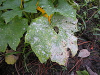 Powdery mildew of cucurbits Powdery mildew.JPG