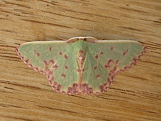 <i>Prasinocyma rhodocosma</i> Species of moth