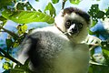 Sifaka malý (Propithecus verreauxi)