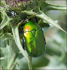 Protaetia cuprea ignicollis