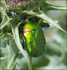 A beetle with a scutellum, for which the shape was officially named. Protaetia-cuprea-ignicollis-IZE-257.jpg