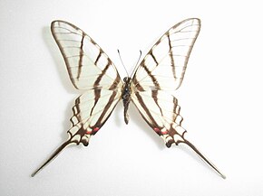 Descripción del Protographium epidaus (Doubleday, 1846) Male.JPG image.